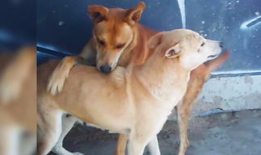 母狗视频,捕捉生命中的温馨瞬间